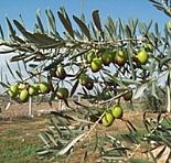 ZEYTİNE ALGI OPERASYONU: ´ZEYTİNYAĞLI YİYEMEM AMAN´