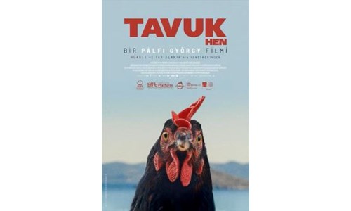 TAVUK