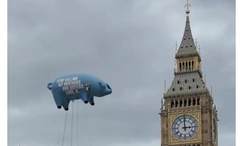 DOMUZ ANGIE LONDRA SEMALARINDA: 'SOYKIRIMI DURDURUN'